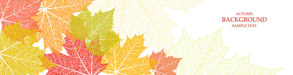 Autumn background and leaves of a maple - obrazy, fototapety, plakaty