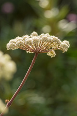 Big cow parsley flowers at a coastal area