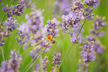 Lavender or Lavandula angustifolia with pollinating bumble bee