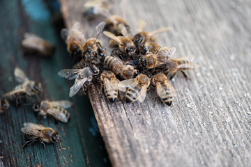Bees Protecting Beehive