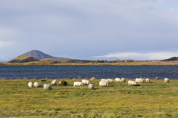 Landscape of Myvatn in Iceland during the autumn