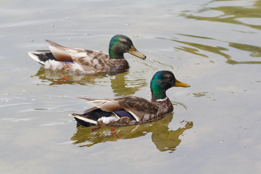 Two ducks are swimming in the pond. Animals