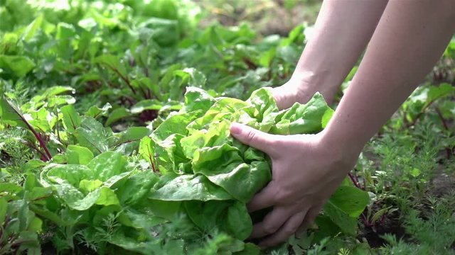High quality video of picking lettuce in real 1080p slow motion 250fps