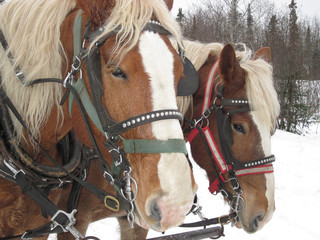 Horse-Drawn Sleigh