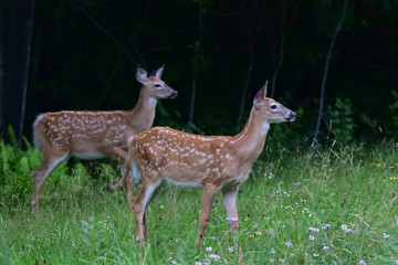 Naklejka na ściany i meble Alert twin whitetail deer fawns on edge of dark forest
