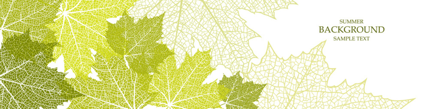 Summer banner and leaves of a maple