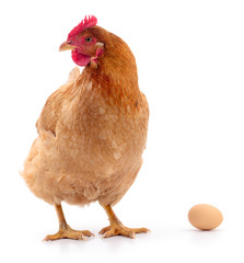 Hen and Egg