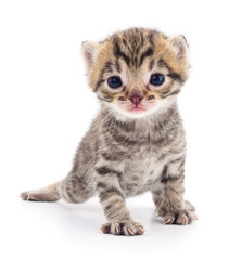 Kitten on white background.