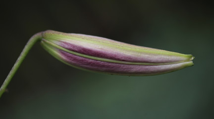  flower bud - beautiful violet lily flower growing on green background