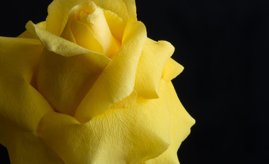 Yellow Rose Black Background 