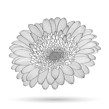 Hand-drawing  floral background. Vector flower gerbera. Element for design.