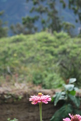 Flor rosada con fondo difuminado