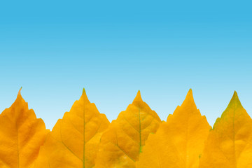 Fototapeta na wymiar Closeup view of a row of the yellow autumn leaves a background of blue gradient backdrop (copy space, design element)