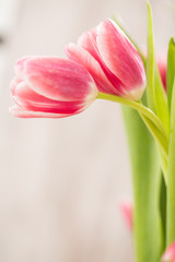 Two Pink Tulips Embracing In Love Hug