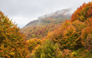Landscape Nice fantasy Forest with creek in a golden Autumn.