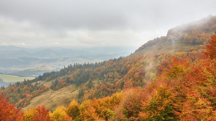 Collection of Beautiful Colorful Autumn Leaves