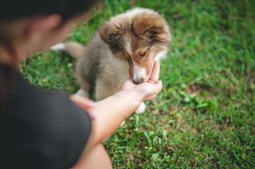 Shetland Sheepdog Puppy