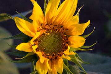 Sunflower isolated in the garden. Helianthus close up flower, countryside