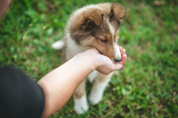Shetland Sheepdog Puppy