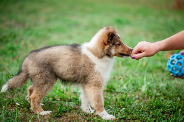 Shetland Sheepdog Puppy