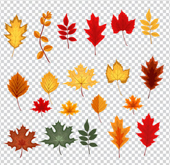 Fototapeta na wymiar Abstract Vector Illustration with Falling Autumn Leaves on Trans
