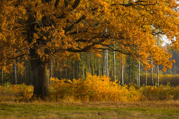 Dąb w jesiennych barwach © Grzegorz