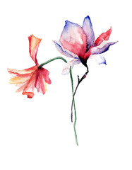 Obraz premium Beautiful Poppy and Magnolia flowers
