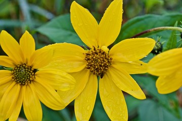 Beautiful three yellow flowers with water drops and green leaves