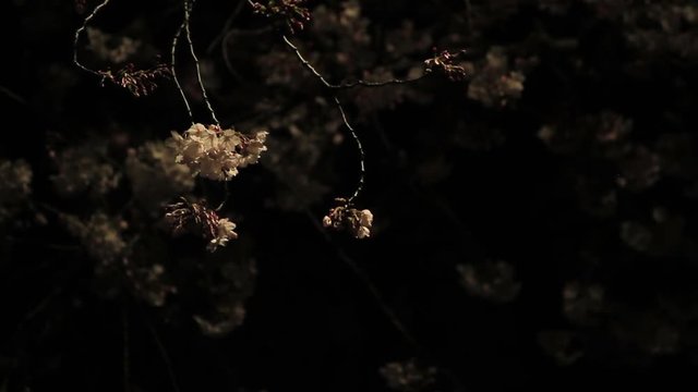 Cherry blossom night version close shot mild wind at Harimazaka