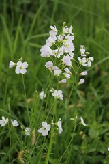 weißes Wiesenschaumkraut