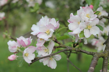 Obstblüte