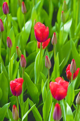 Blooming tulips with red colorful petals and green leaves in a field at keukenhof in springtime during the day in Holland.