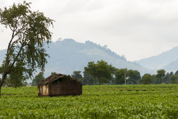 Obraz premium Farmhouse and vegetable and corn fields. Guatemala