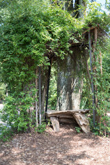 Natural Wood Bench with Foliage