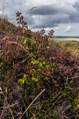 bushes