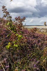 Obraz premium bushes