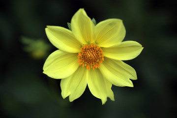 nature detail - yellow dalia flower 