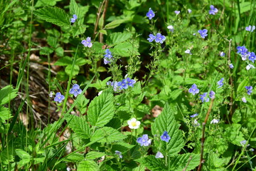Veronica (Occhi della Madonna)