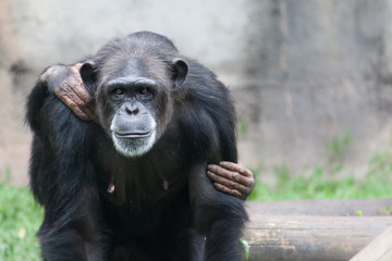 Female chimpanzee portrait looking straight into the camera with her baby cub (visible grabbing hands) on the back. Grayish out of focus background.