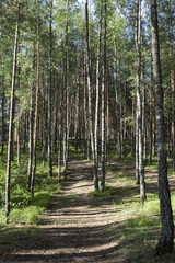 Summer wood, Belarus
