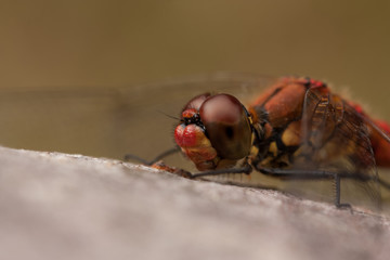 Szablak krwisty, Sympetrum sanguineum © Grzegorz