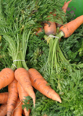 Zanahoria organica fresca