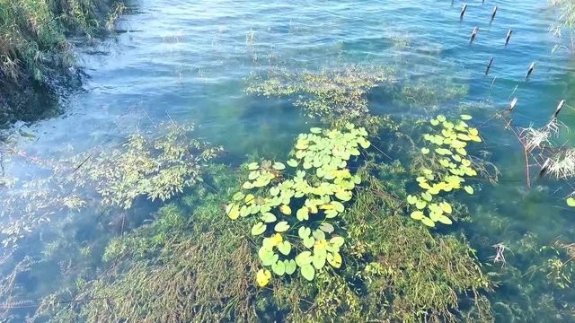Aerial video Top view of the river with reeds. Sapanca lake in Turkey, Old wooden pier with lake and lotus