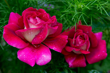 Red Roses in the Garden.