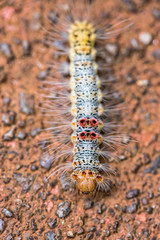 Close up white caterpillar has four pink feather tufts on its back, it looks beautiful journey on the ground