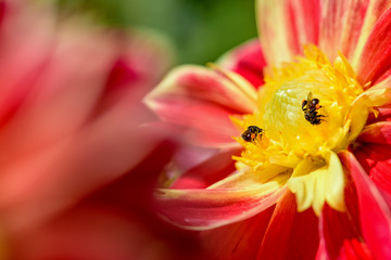 Close up two bees looking for nectar on yellow petals middle red flower of Dahlia hybrid