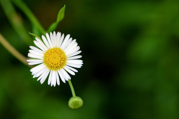 Closeup beautiful small flower with yellow pollen and white petal of Bellis Perennis, Common Daisy, Lawn Daisy, Woundwort, Bruisewort or English Daisy on green background © yongkiet