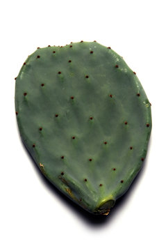 Opuntia ficus-indica Nopal Figuier de Barbarie Nopales Nopalitos Indian fig opuntia Ficodindia K&ouml;z&ouml;ns&eacute;ges Fico d'india f&uuml;gekaktusz Edilizia Опунция индийская Isolante צבר מצוי termico Opuncja figowa