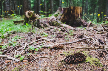 Pine cone and a stump in the forest
