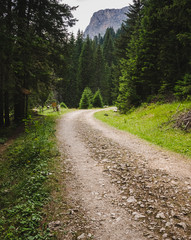 Obraz premium Dirt road through the forest